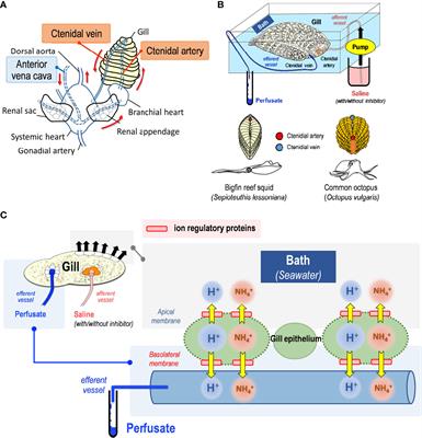 Metabolic trade-offs associated with homeostatic adjustments in pelagic and benthic cephalopods: Comparative evaluations of NH4+/H+ transport machinery in gills